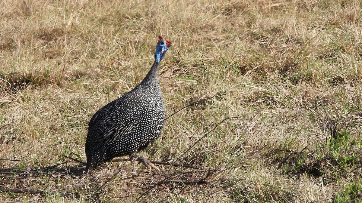 Helmeted Guineafowl - ML642113641