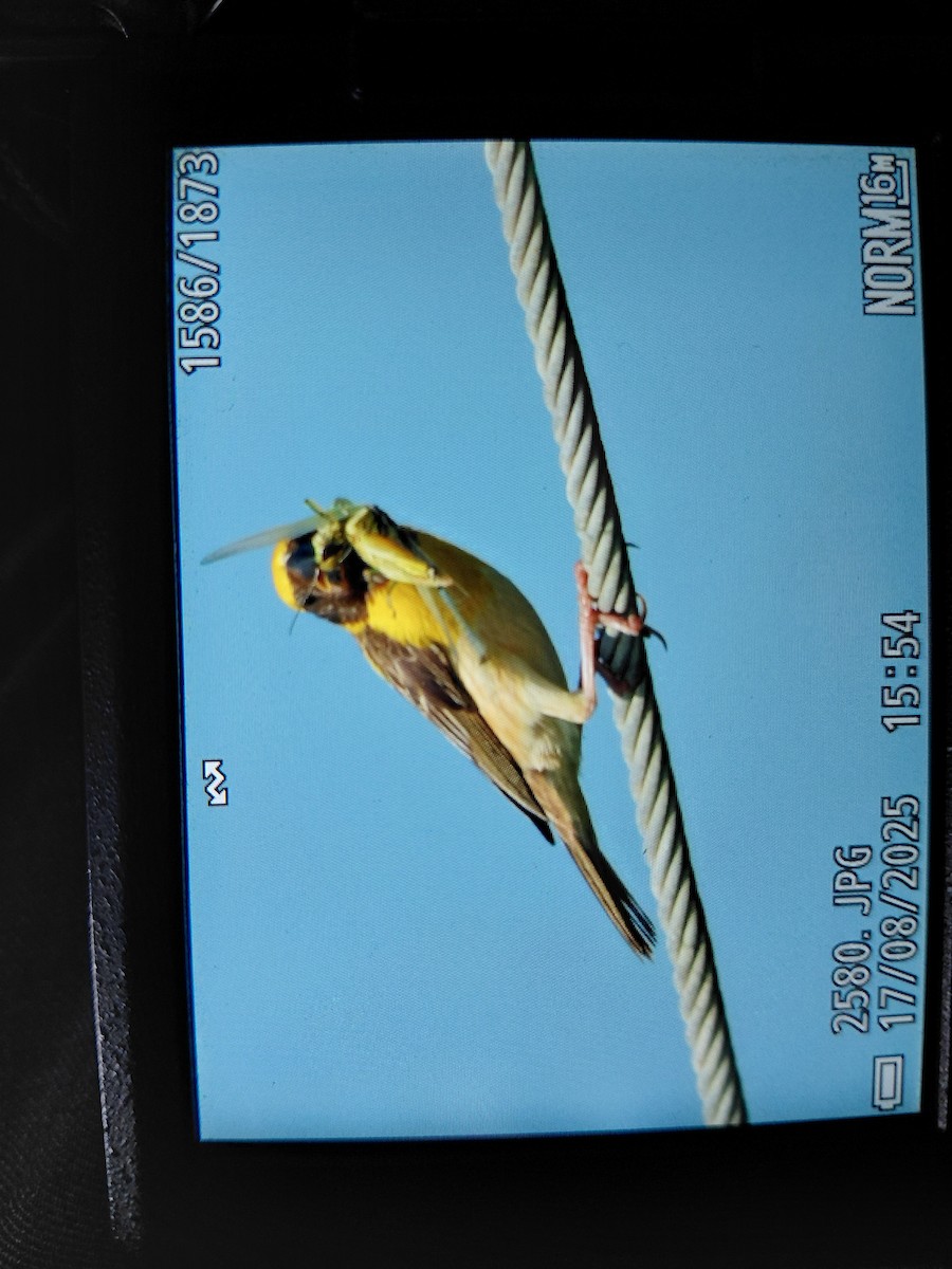 Baya Weaver - ML642113649