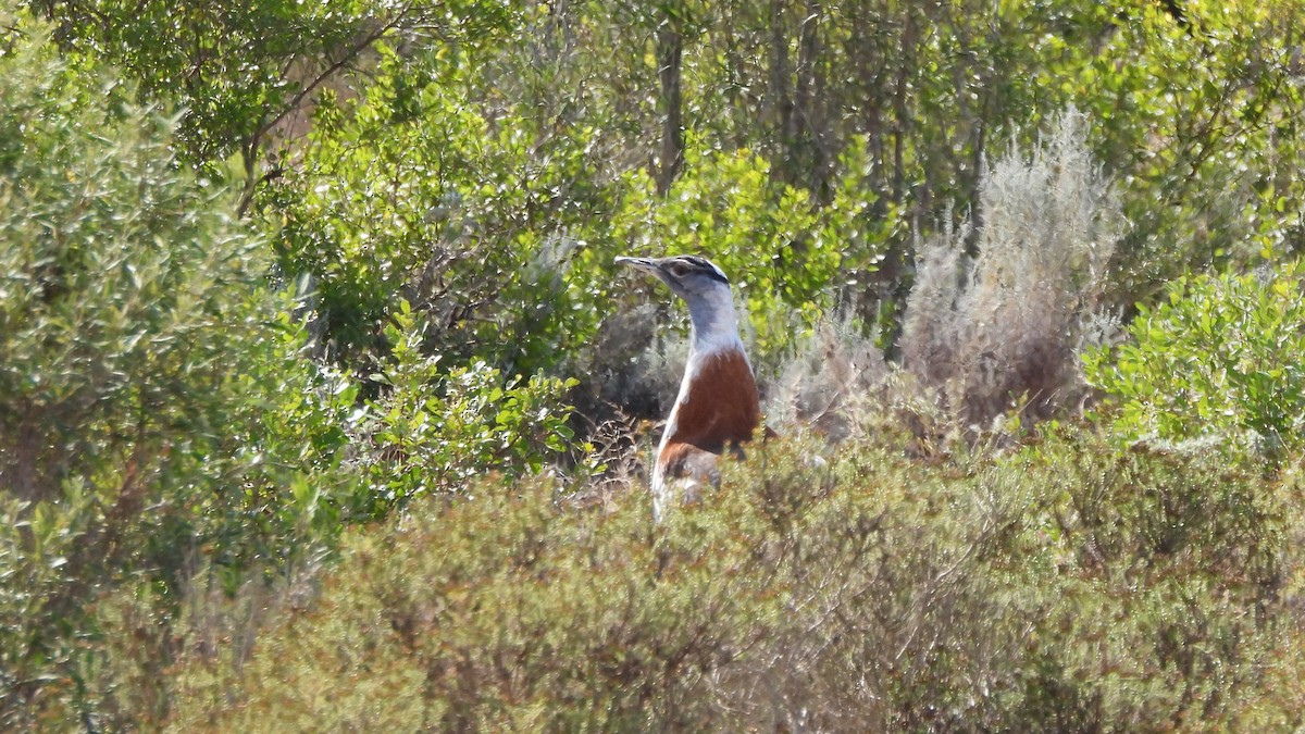 Denham's Bustard - ML642113675
