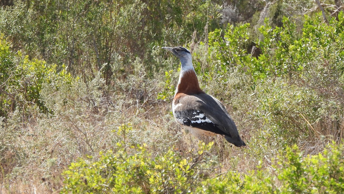 Denham's Bustard - ML642113676