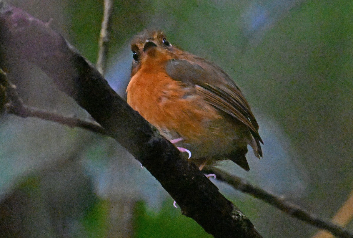 Rusty-breasted Antpitta - ML642113706