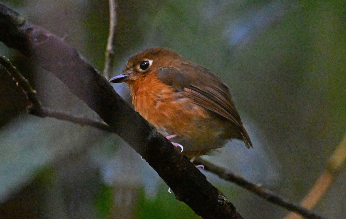 Rusty-breasted Antpitta - ML642113707