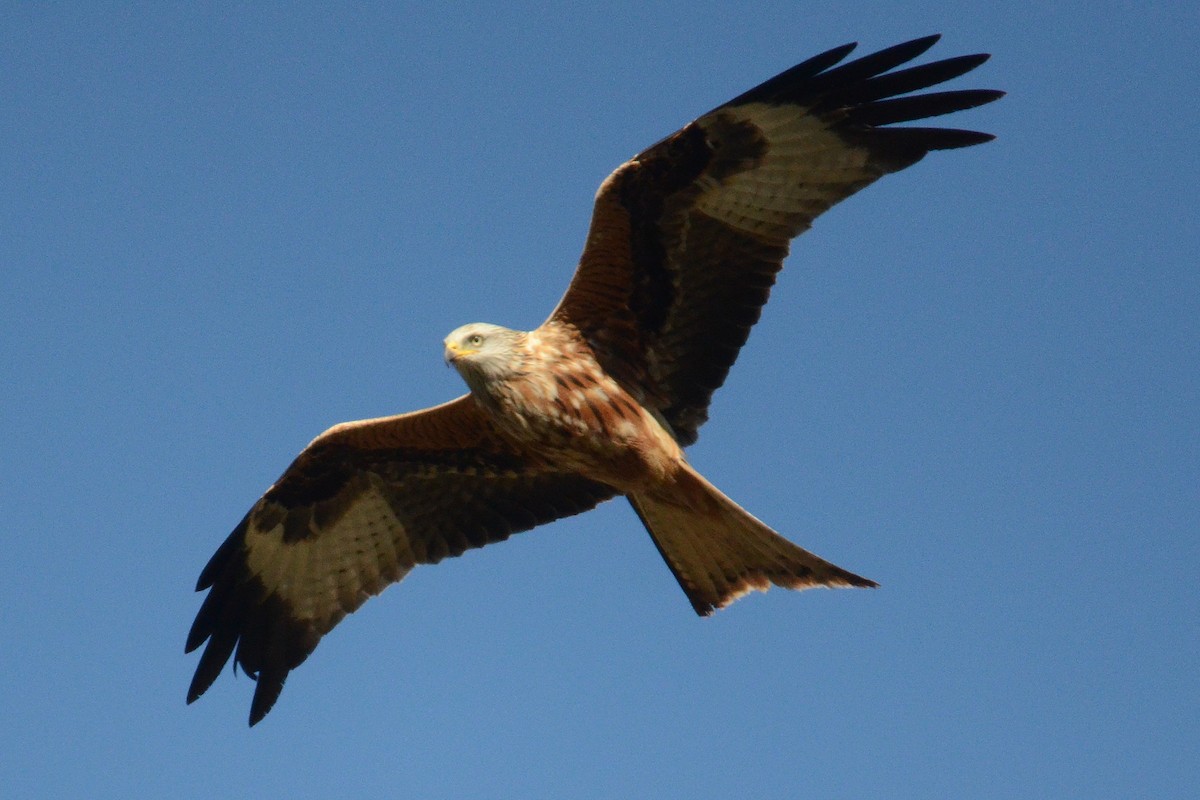 Red Kite (Red) - ML642113712