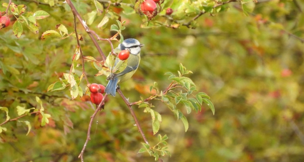 Eurasian Blue Tit - ML642113730