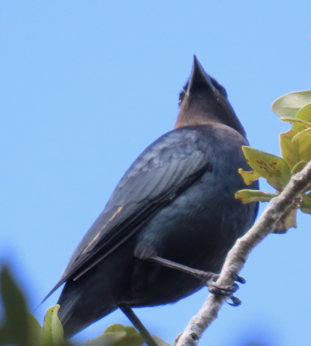 Brown-headed Cowbird - ML642113752
