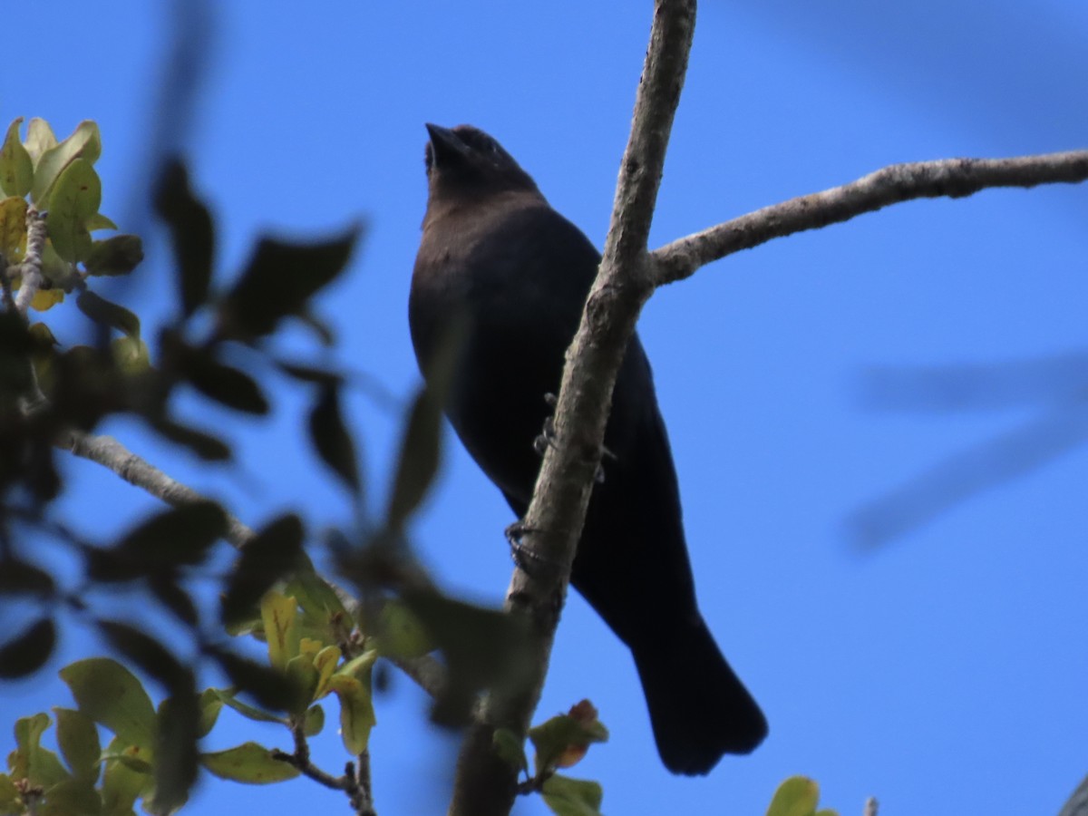 Brown-headed Cowbird - ML642113753