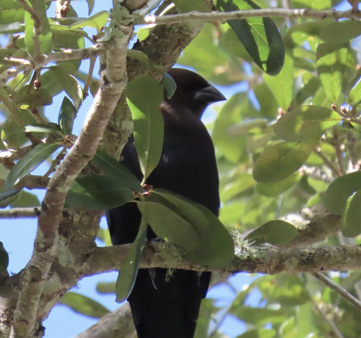 Brown-headed Cowbird - ML642113754