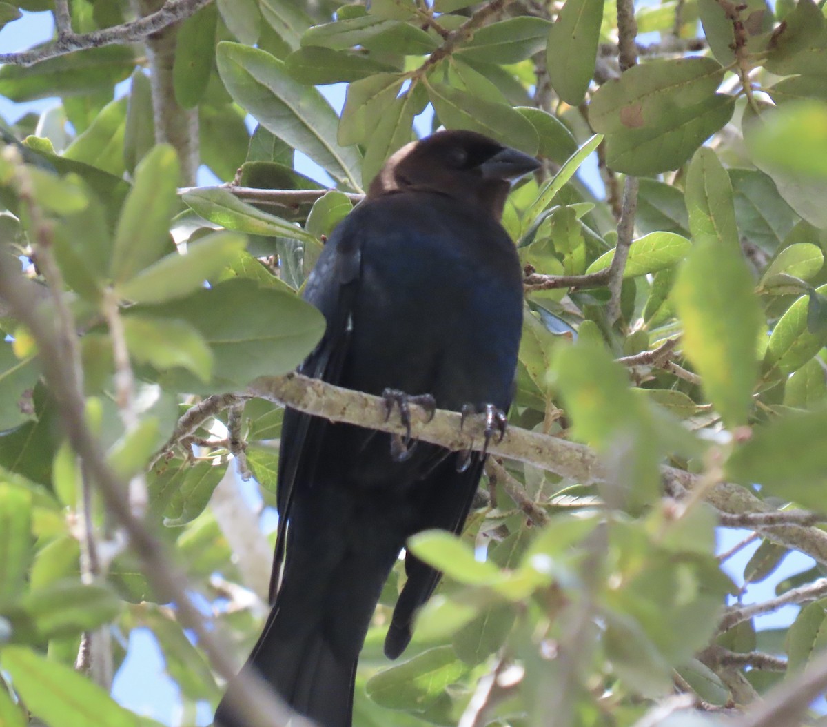 Brown-headed Cowbird - ML642113755