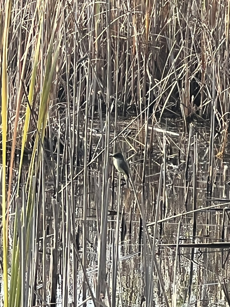 Eastern Phoebe - ML642113762