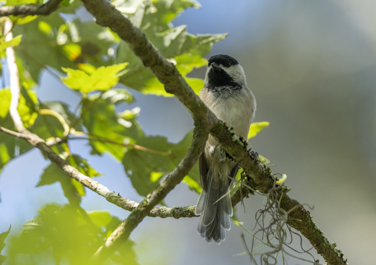 Carolina Chickadee - ML642113772