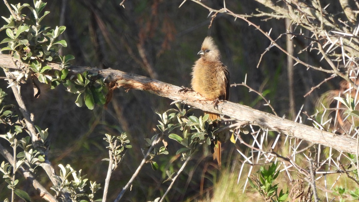Speckled Mousebird - ML642113779