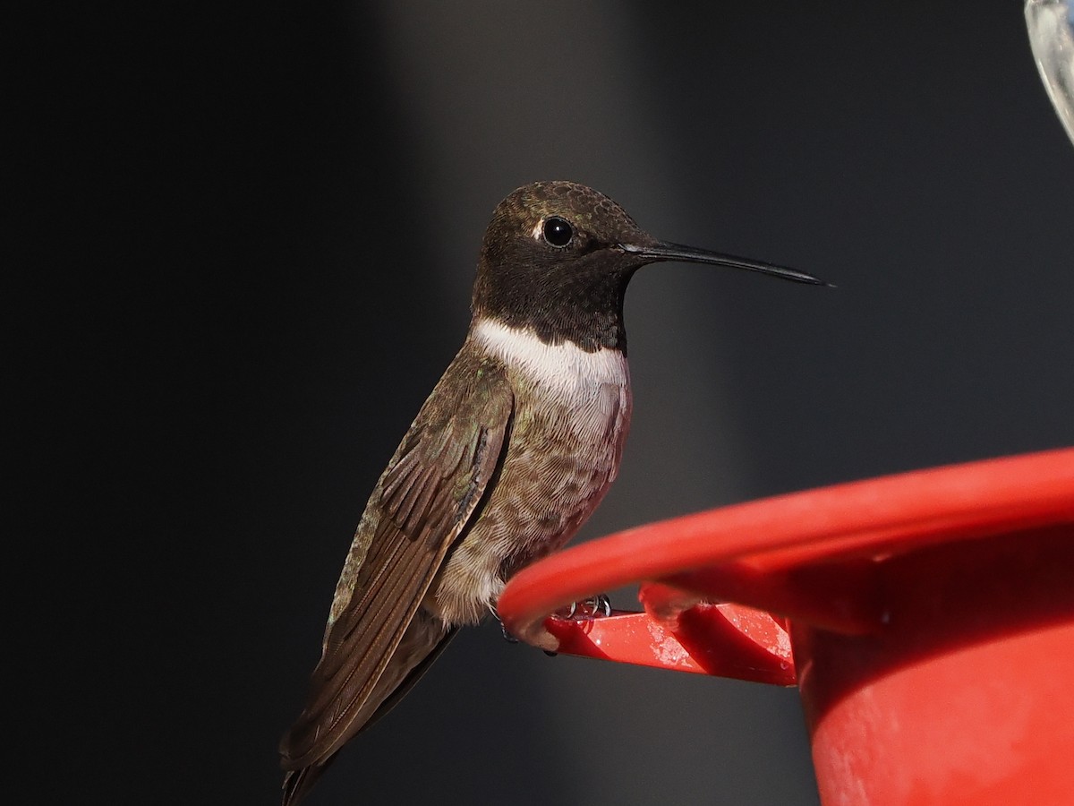 Black-chinned Hummingbird - ML642113807