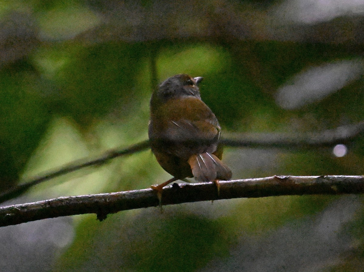 Sierra Nevada Brushfinch - ML642113812