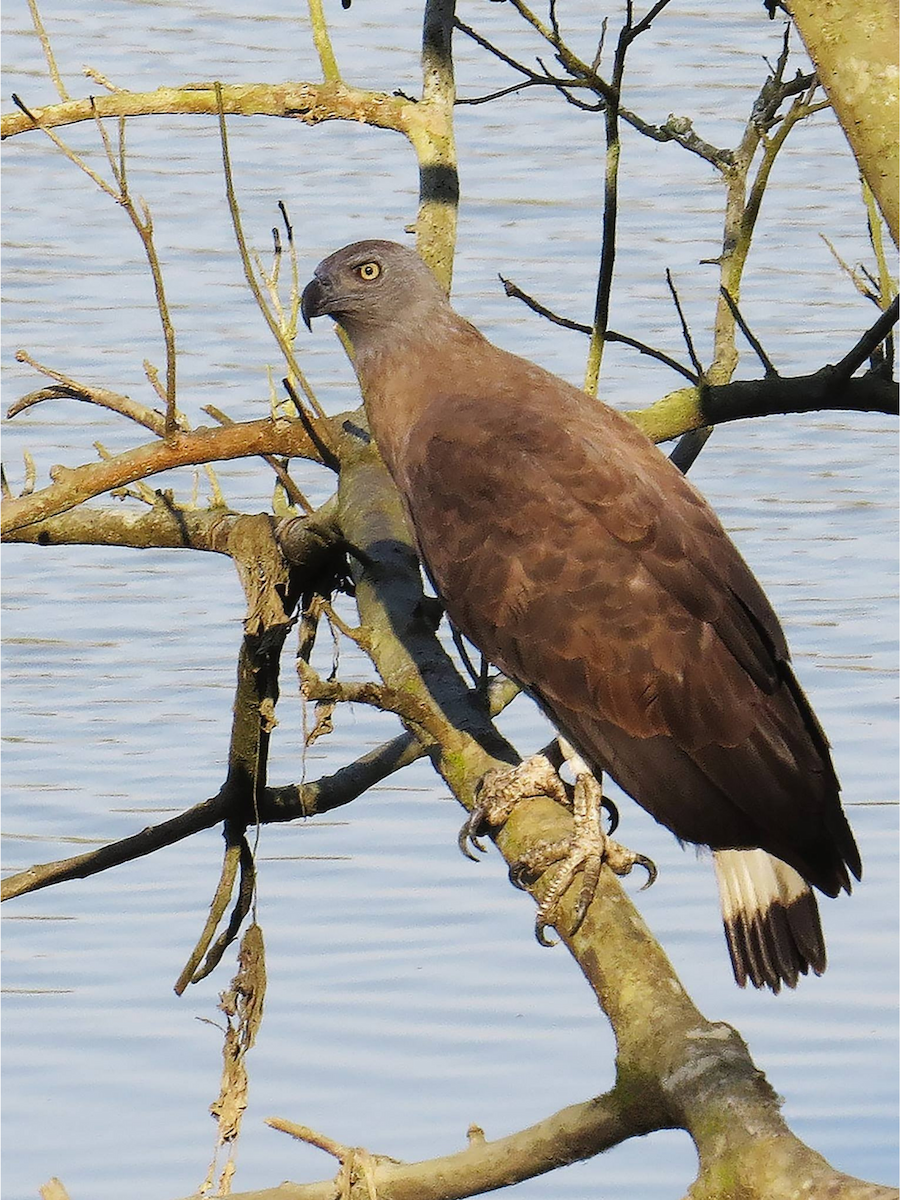 Gray-headed Fish-Eagle - ML642113813