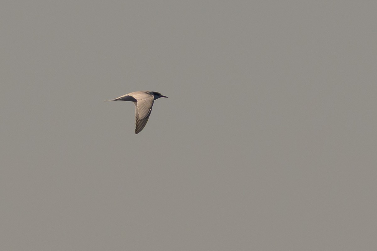 Common Tern - ML642113817