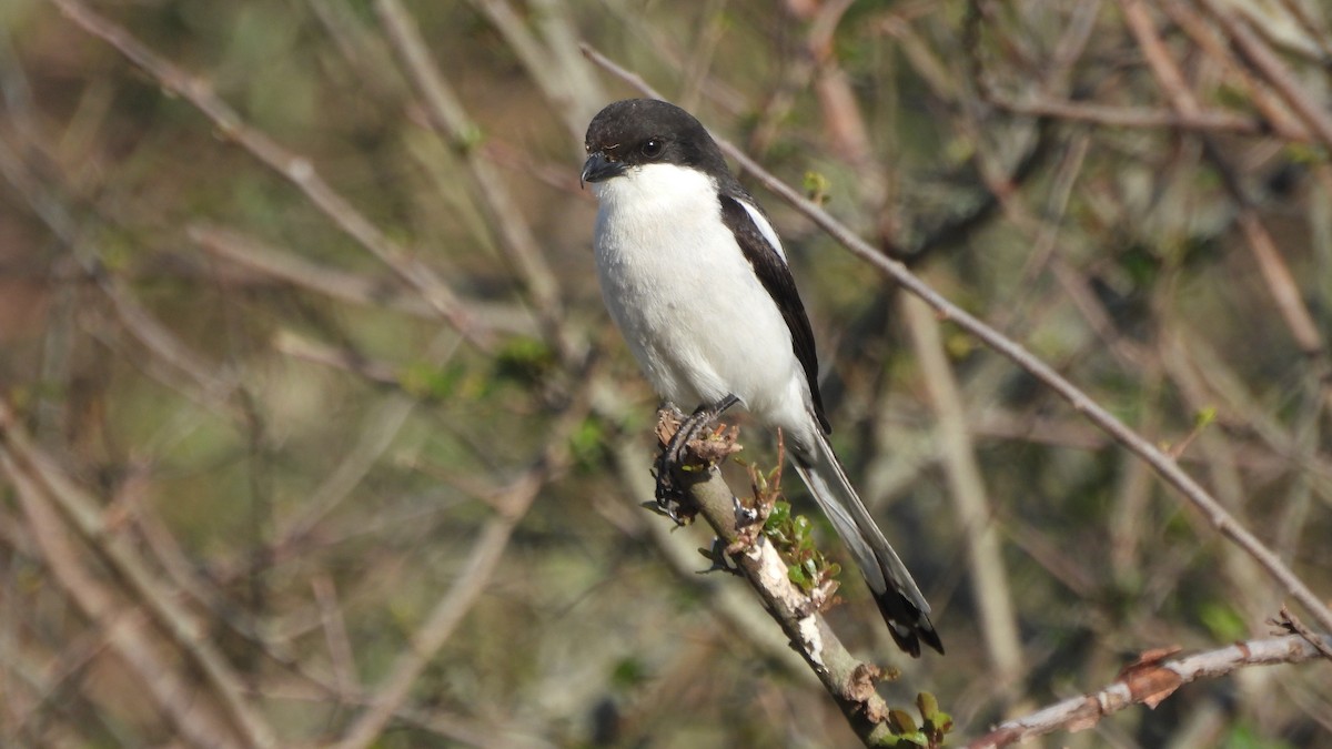 Southern Fiscal - ML642113820