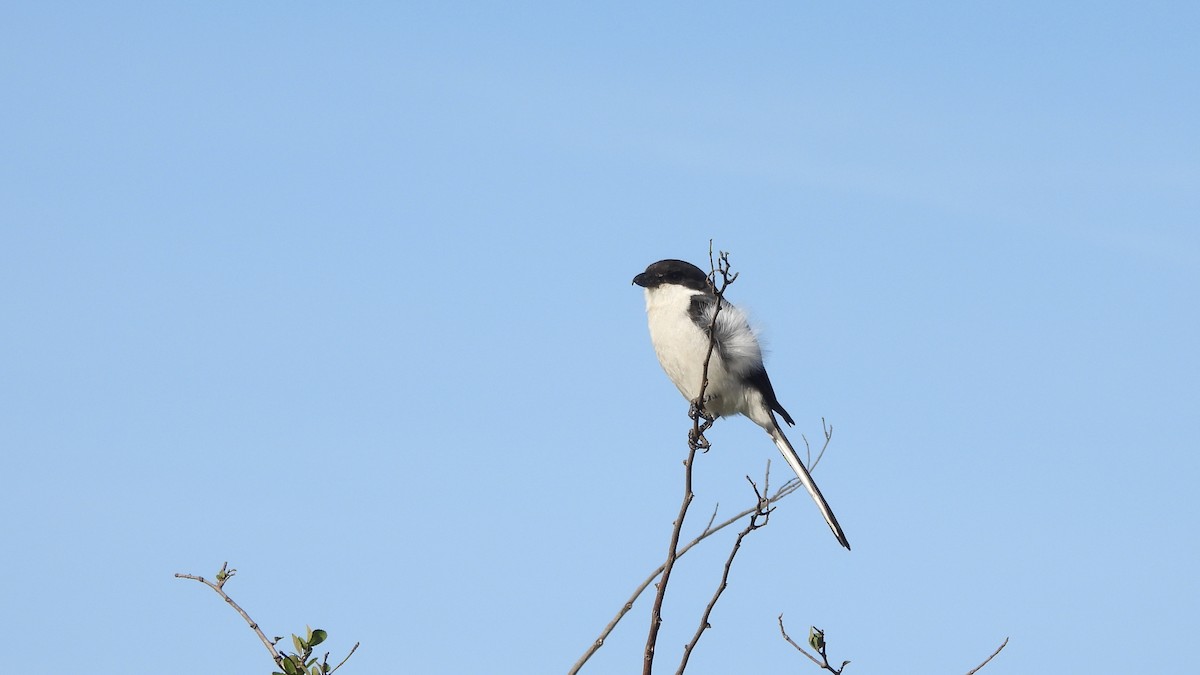 Southern Fiscal - ML642113821