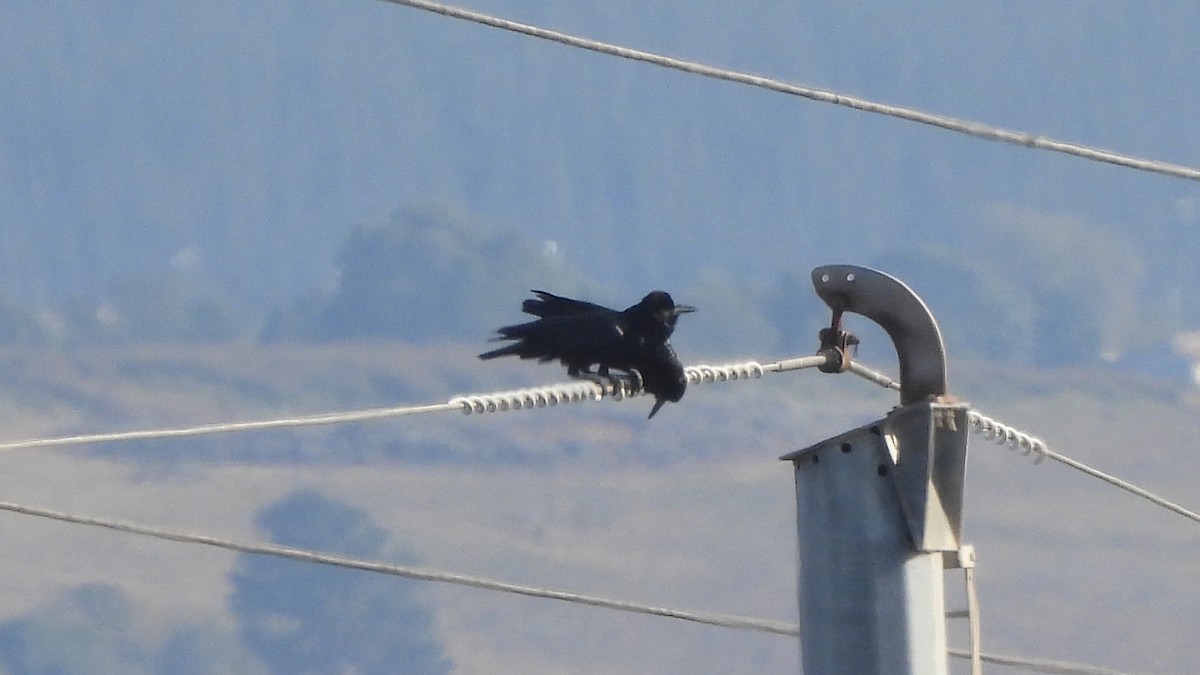 Cape Crow - ML642113825