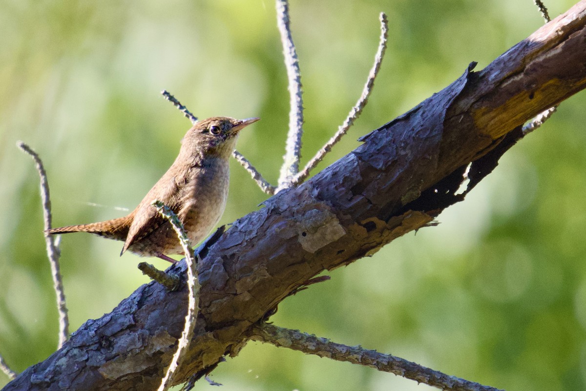Northern House Wren - ML642113828
