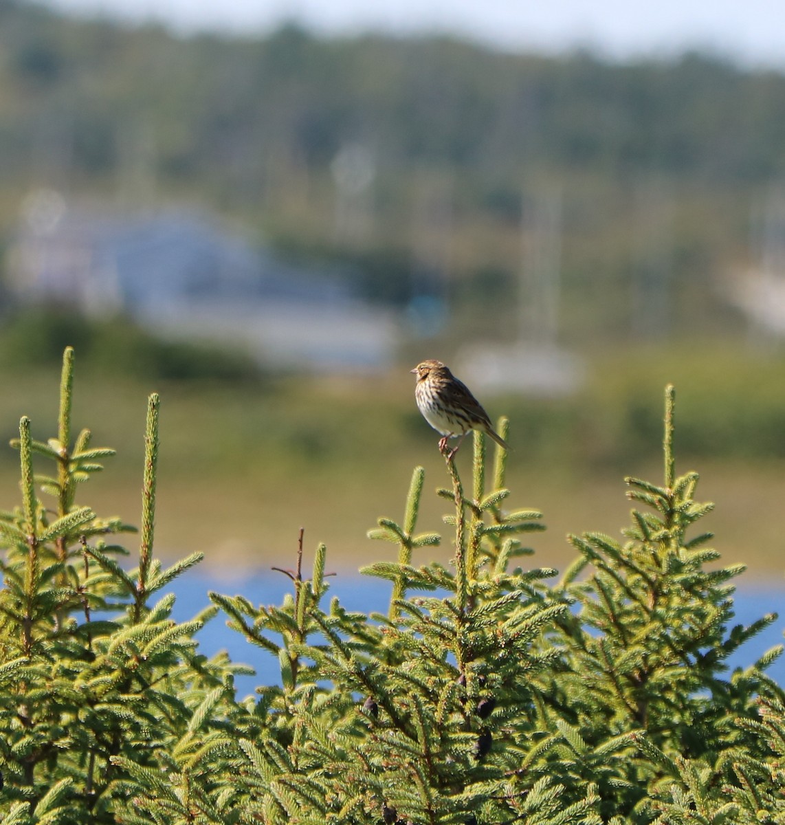 Savannah Sparrow - ML642113829