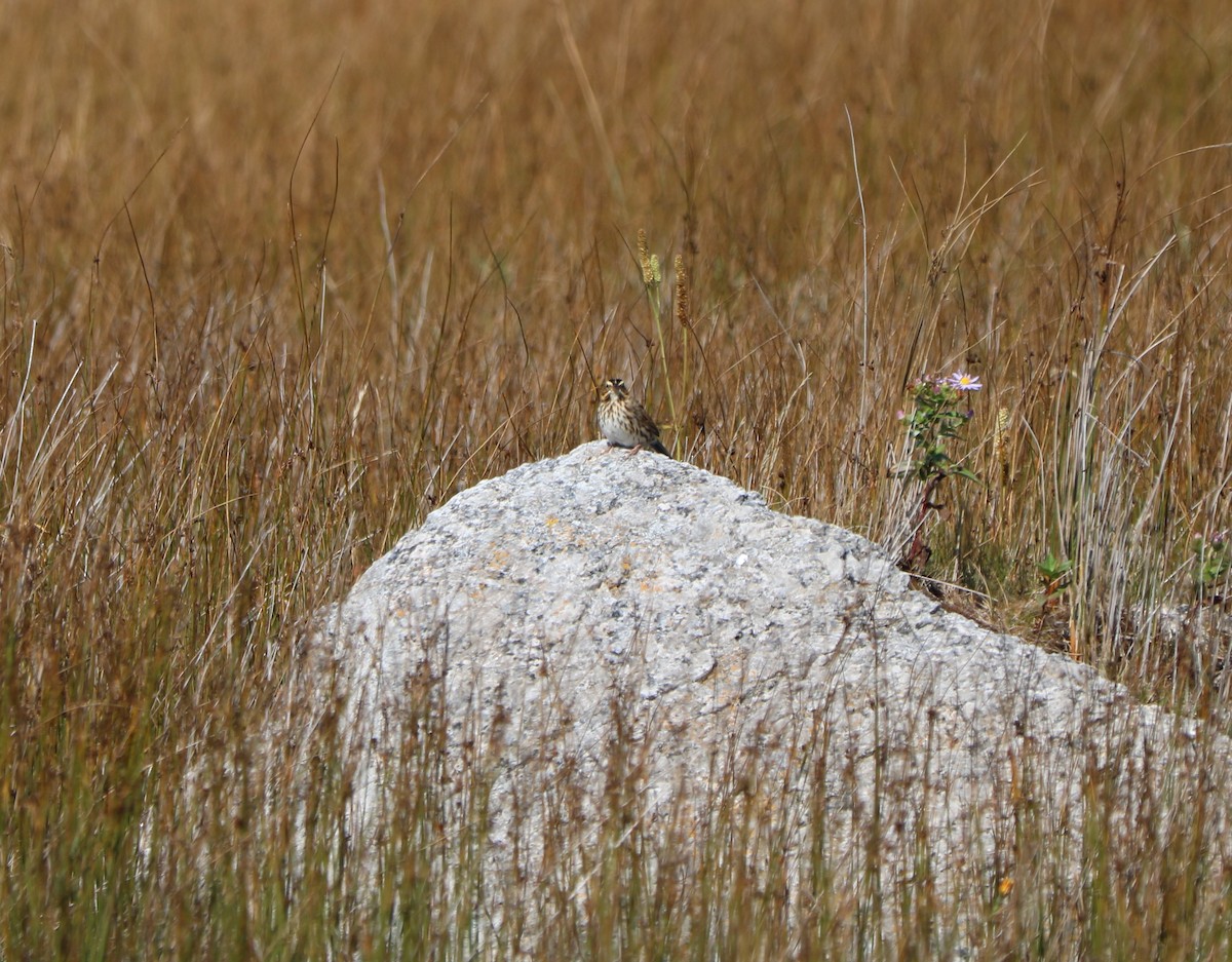 Savannah Sparrow - ML642113830