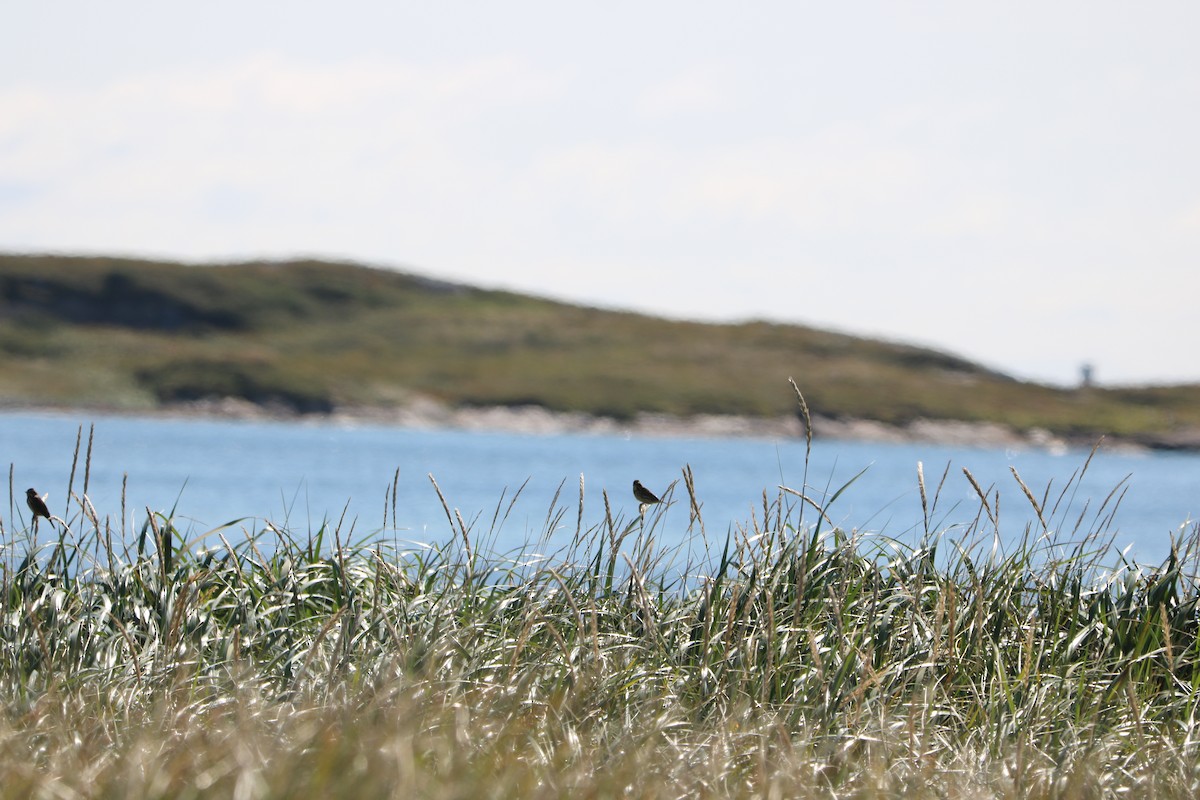Savannah Sparrow - ML642113831