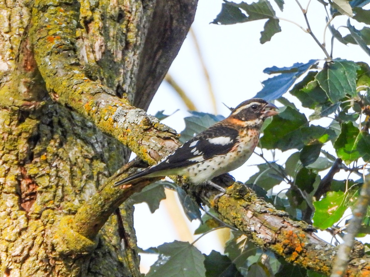Rose-breasted Grosbeak - ML642113832