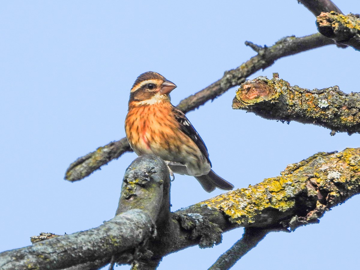 Rose-breasted Grosbeak - ML642113834