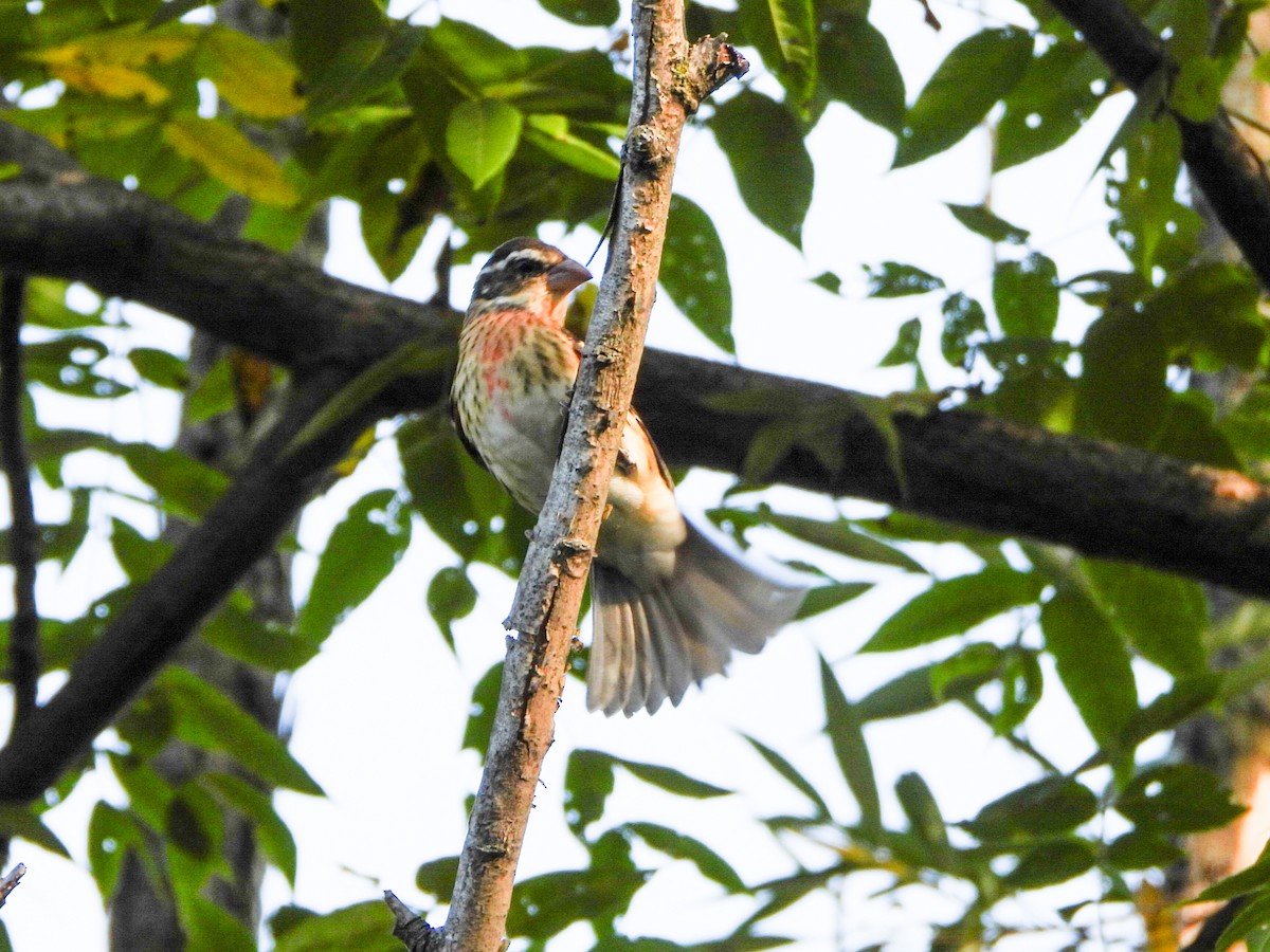Rose-breasted Grosbeak - ML642113835