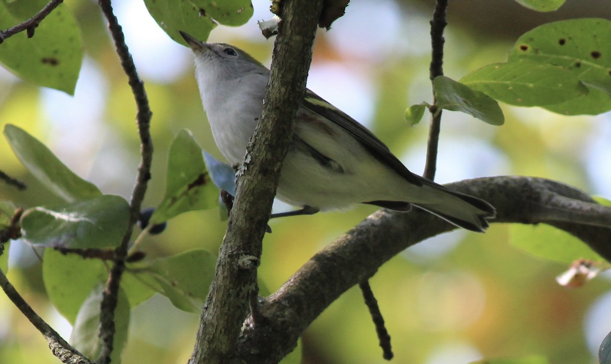 Chestnut-sided Warbler - ML642113836