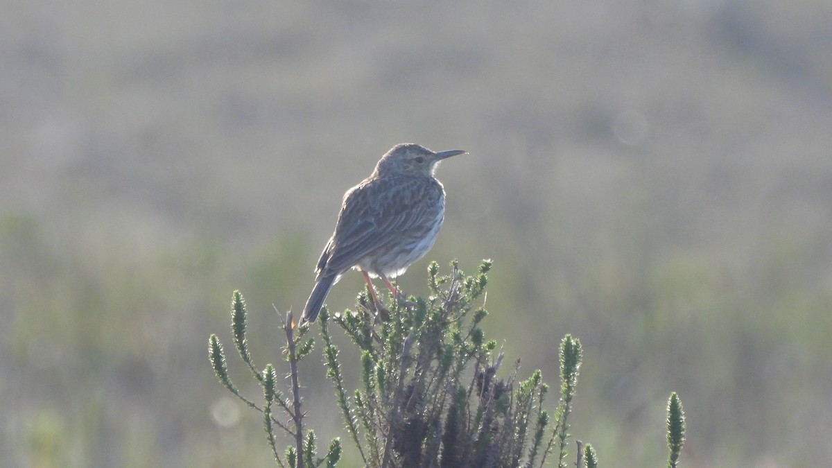 Cape Long-billed Lark - ML642113838