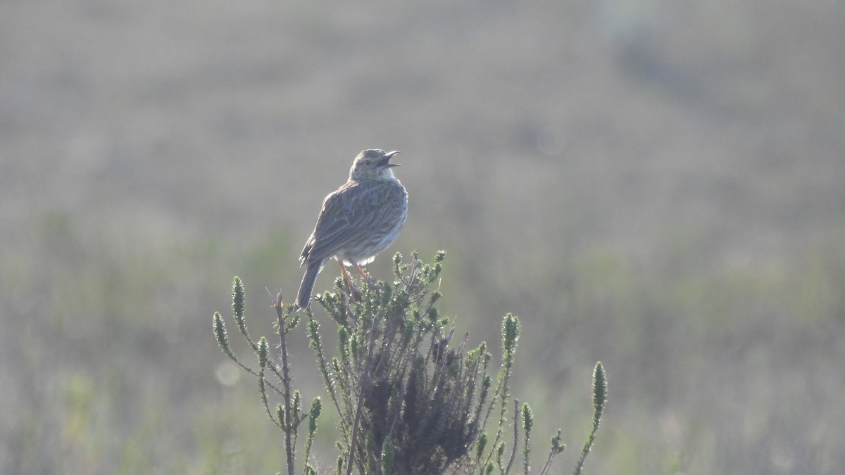 Cape Long-billed Lark - ML642113839