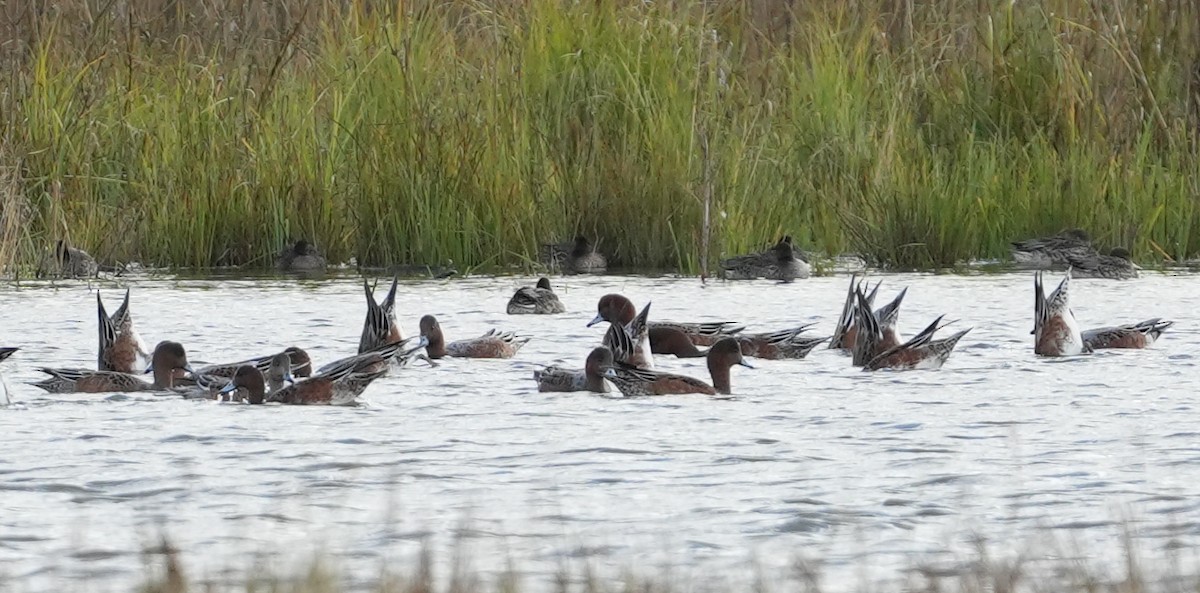 Eurasian Wigeon - ML642113843