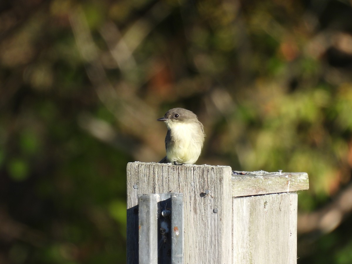 Eastern Phoebe - ML642113858