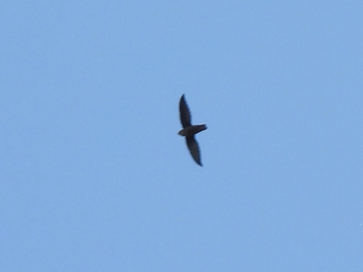 Chimney Swift - ML642113863