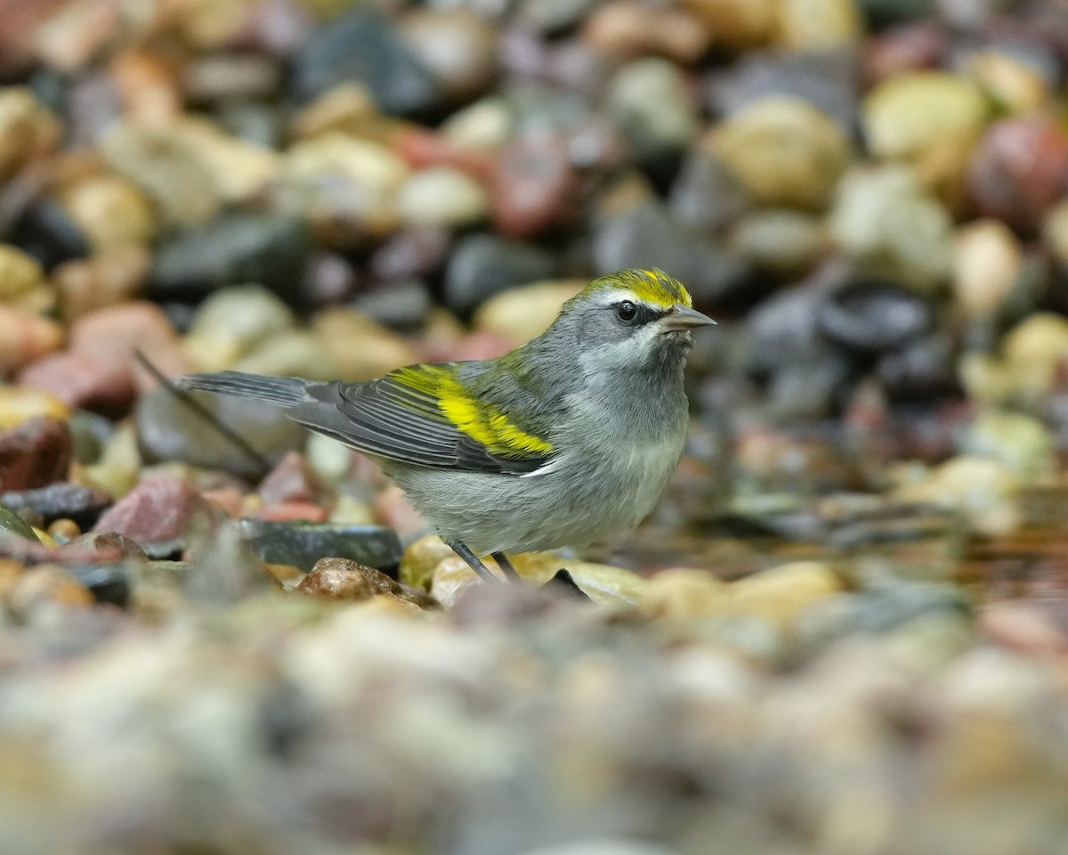 Golden-winged Warbler - ML642113866
