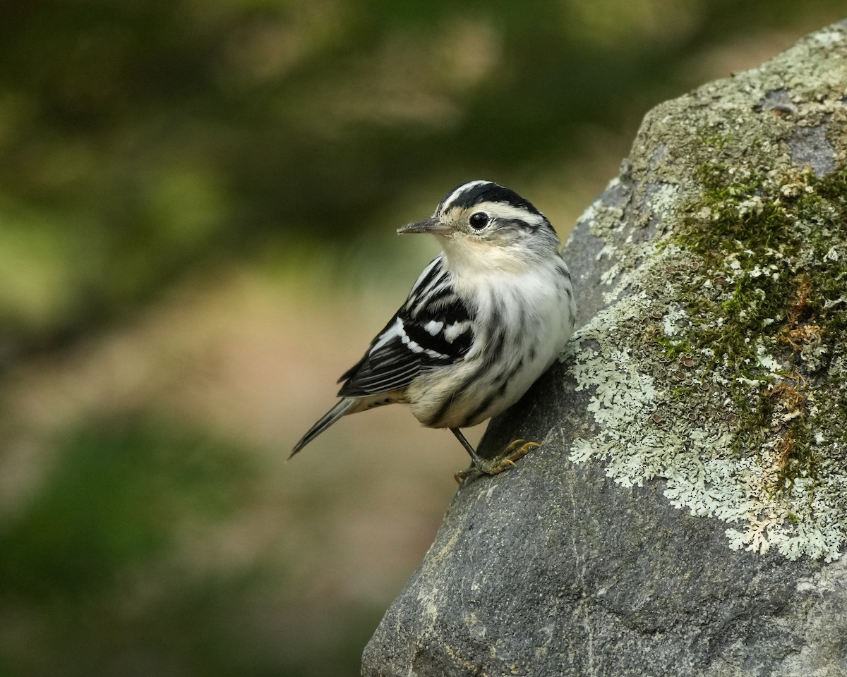 Black-and-white Warbler - ML642113869