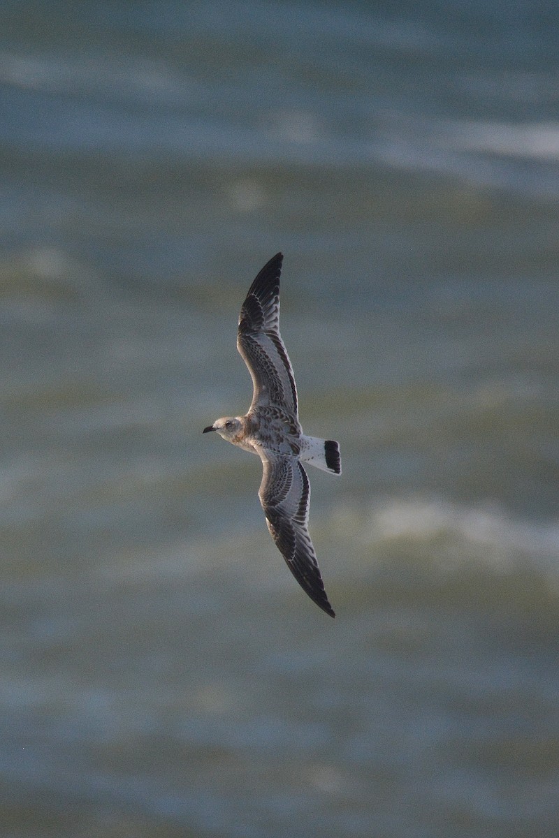 Mediterranean Gull - ML642113872