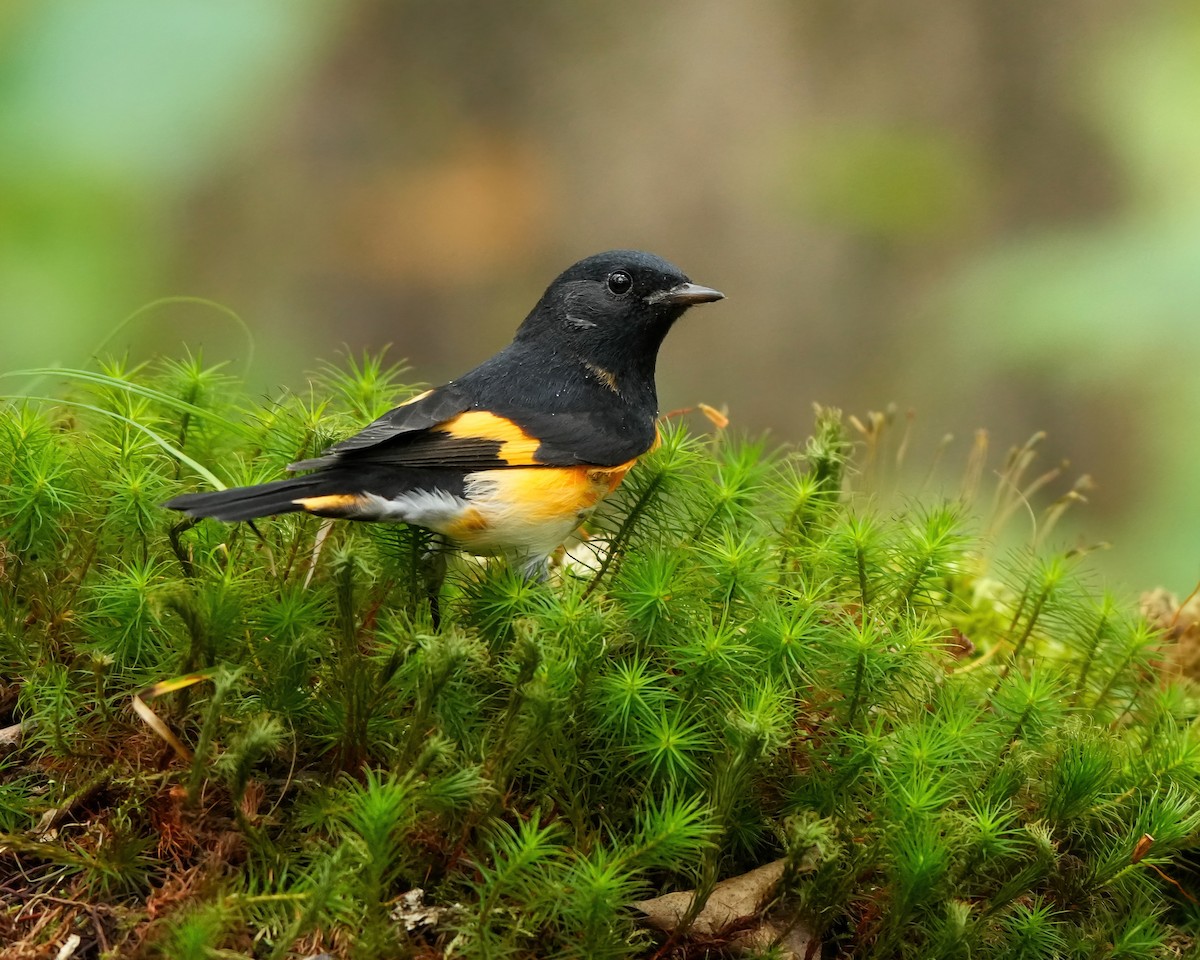 American Redstart - ML642113873