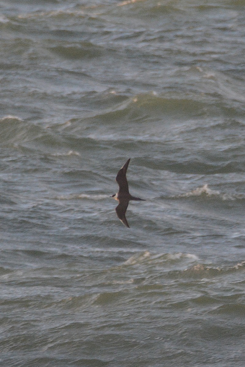 Parasitic Jaeger - ML642113884