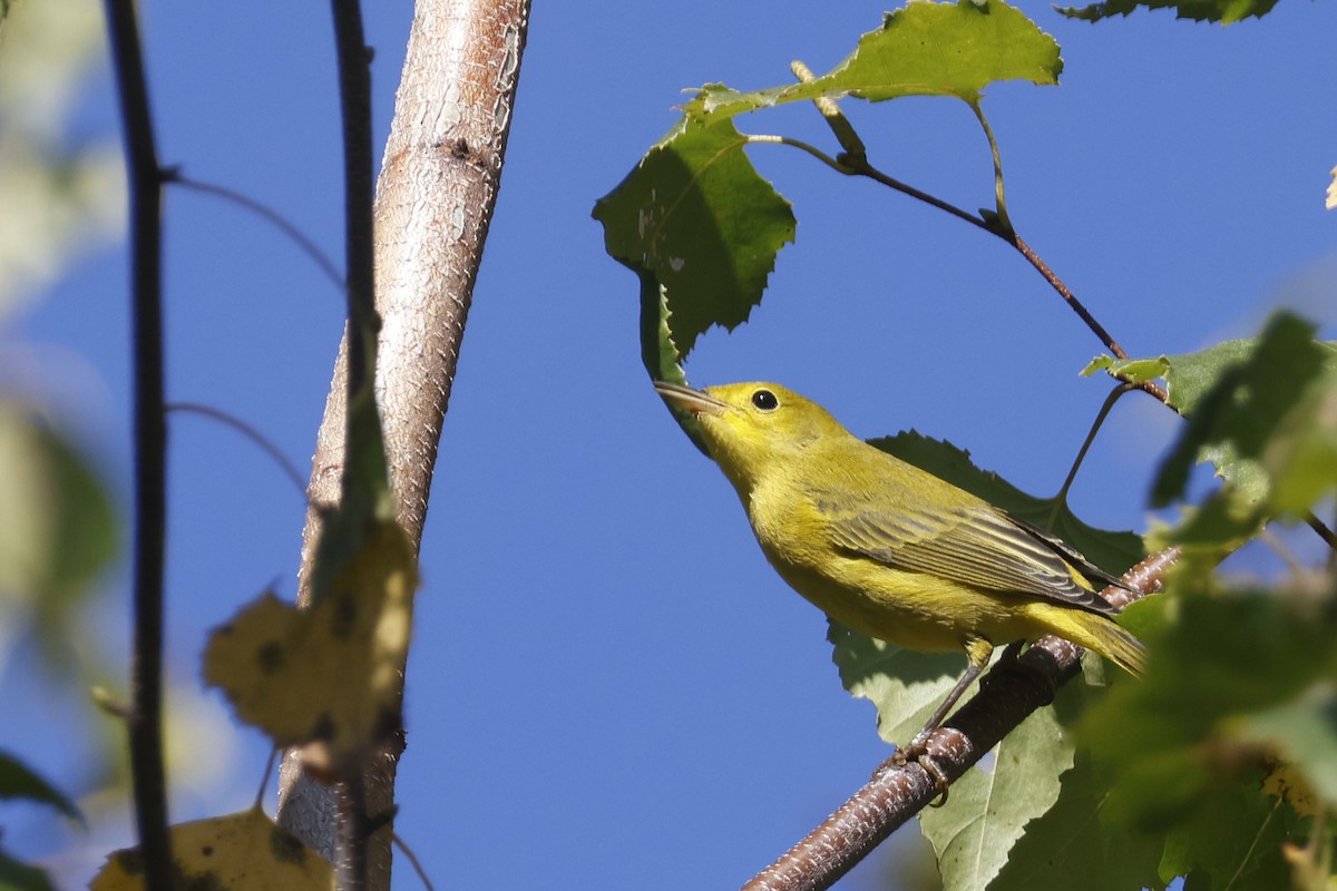 Yellow Warbler (Northern) - ML642113900