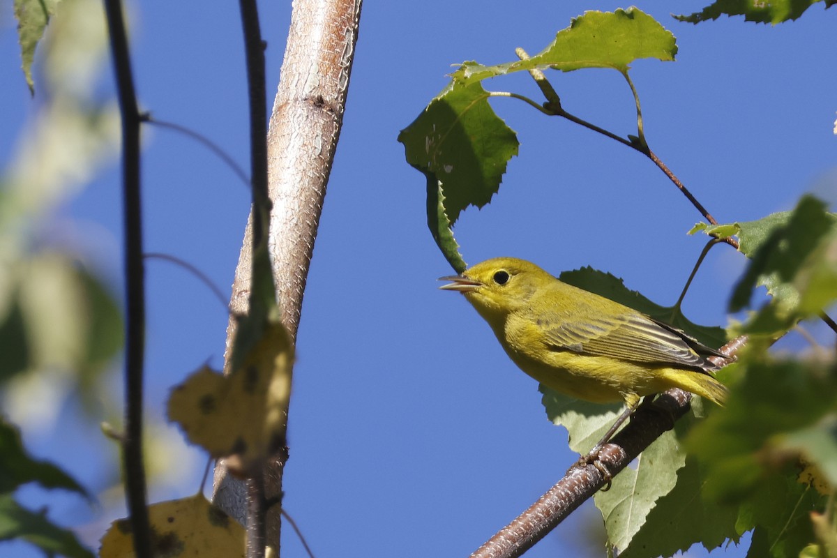 Yellow Warbler (Northern) - ML642113902