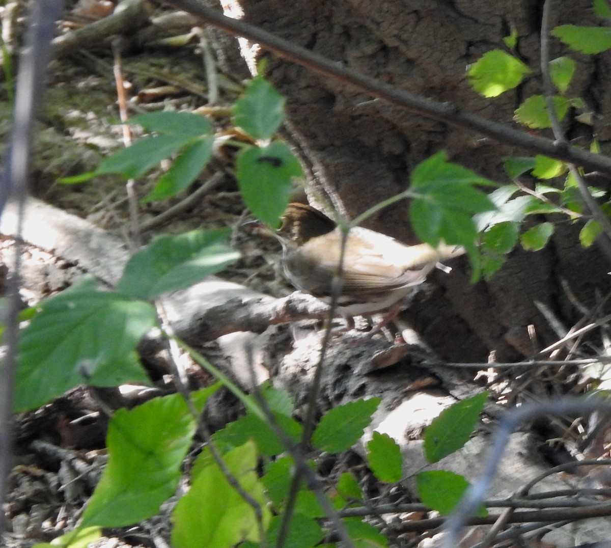Ovenbird - ML642113904