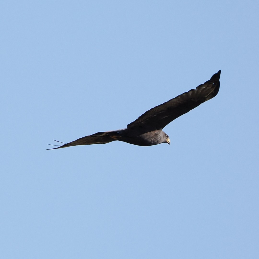 Zone-tailed Hawk - ML642113911
