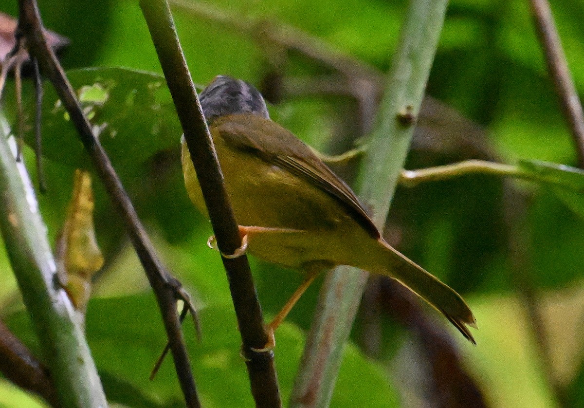 White-lored Warbler - ML642113922