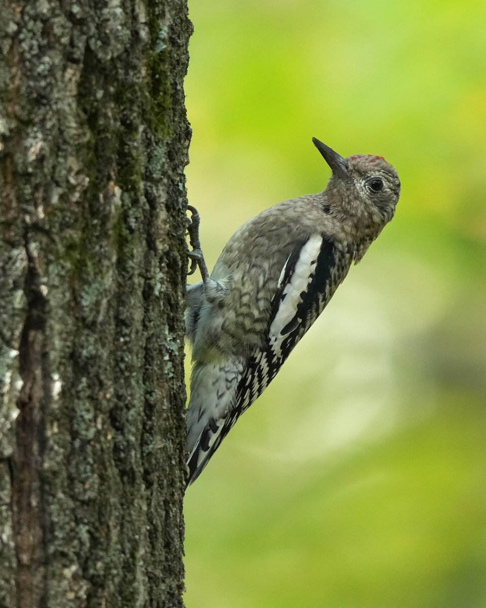 Yellow-bellied Sapsucker - ML642113923