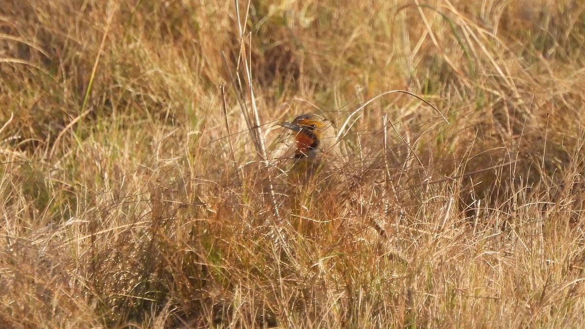 Orange-throated Longclaw - ML642113928