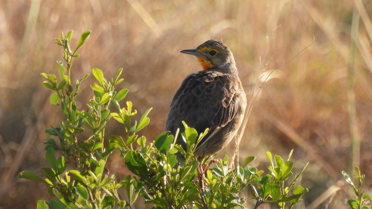 Orange-throated Longclaw - ML642113929