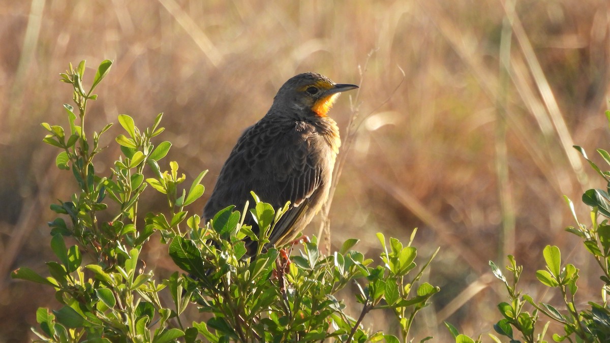 Orange-throated Longclaw - ML642113931