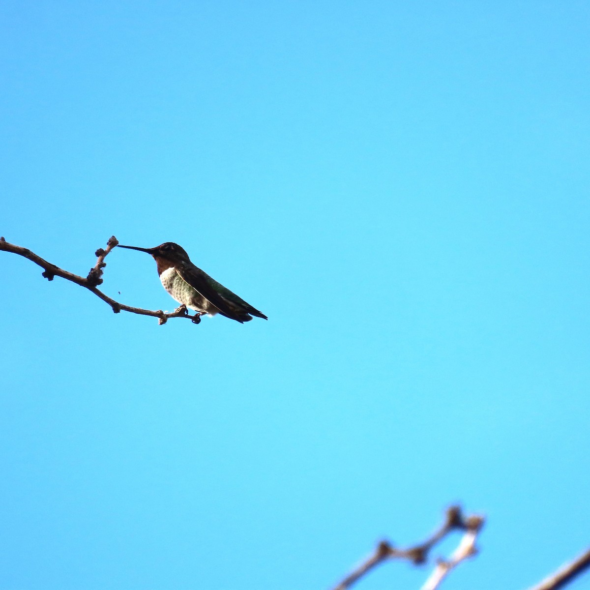 Anna's Hummingbird - ML642113941